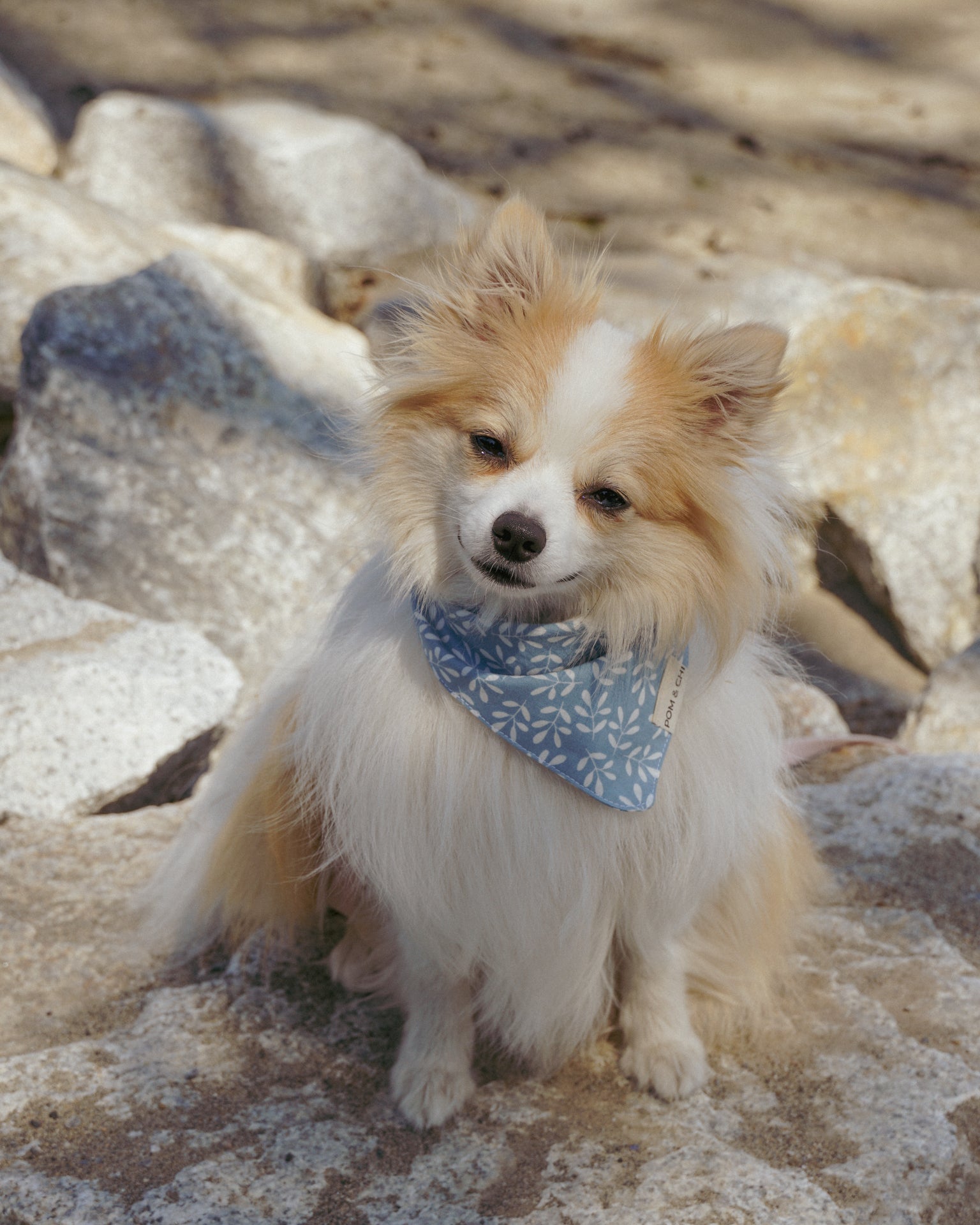 Pomeranian best sale puppy accessories