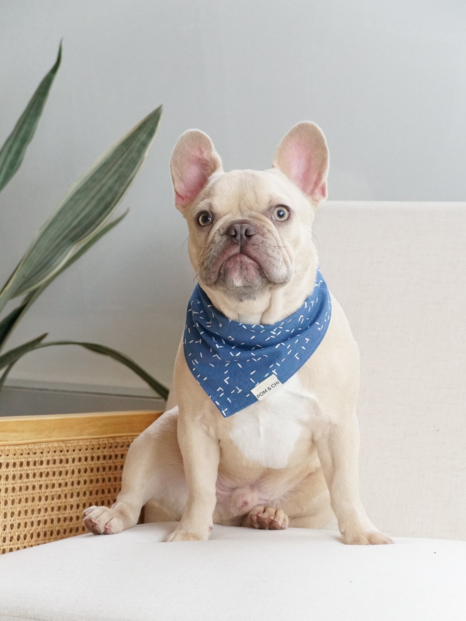 Blue store dog bandana